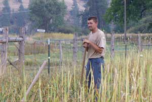 Steve harvests hardneck garlic by Susan Fluegel at Grey Duck Garlic