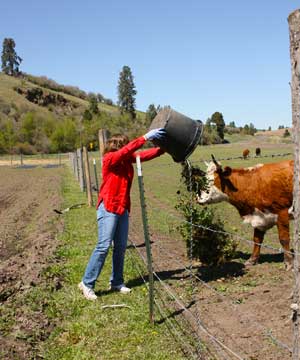 Susan feeds Sammy the cow weeds by Jane Fluegel at Grey Duck Garlic