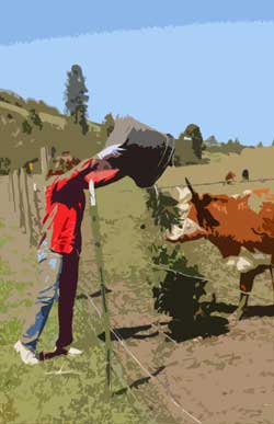 Grey Duck Garlic, Susan feeds Sammy the cow weeds