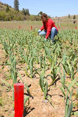 Weeding German Red garlic