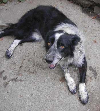 Tara the garlic dog by Susan Fluegel at Grey Duck Garlic