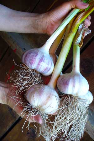 Thermadrone softneck garlic bulbs fresh after harvest by Susan Fluegel at Grey Duck Garlic