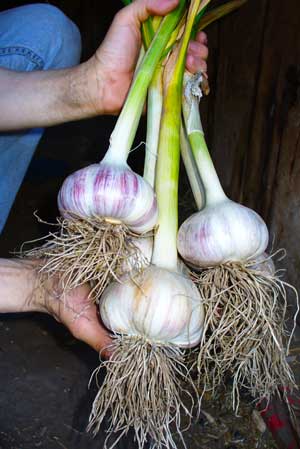 Grey Duck Garlic, freshly harvested gourmet garlic