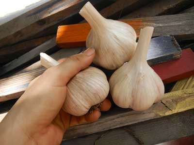 Grey Duck Garlic, three hardneck garlic heads sit on stakes