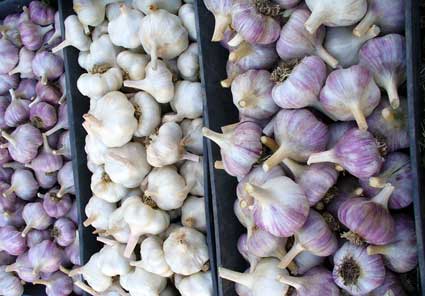 Trays of Siberian, Thermadrone and Chesnok Red garlic bulbs by Susan Fluegel at Grey Duck Garlic