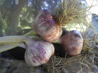 Tzan garlic bulbs by mirror ball