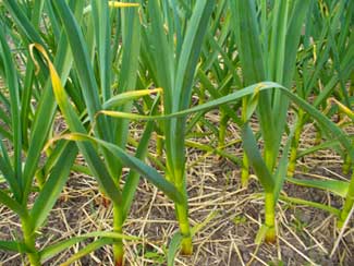 Grey Duck Garlic, a niform stand of healthy garlic