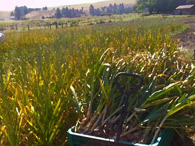 Harvest wagon full of garlic bulbsby Susan Fluegel at Grey Duck Garlic 