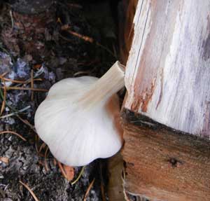 Garlic bulb with firewood by Susan Fluegel at Grey Duck Garlic