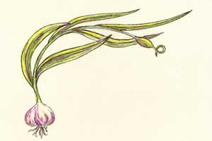 Garlic plant