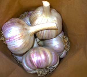 German red garlic