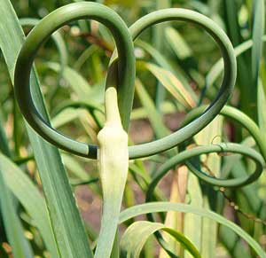 Garlic scapes by Susan Fluegel at Grey Duck Garlic