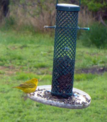 Songbird feeds at bird feeder by Susan Fluegel at Grey Duck Garlic 