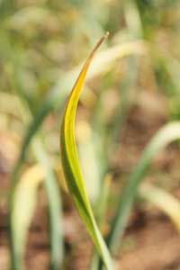 Yellow tip in Siberian garlic due to heavy frost by Susan Fluegel at Grey Duck Garlic