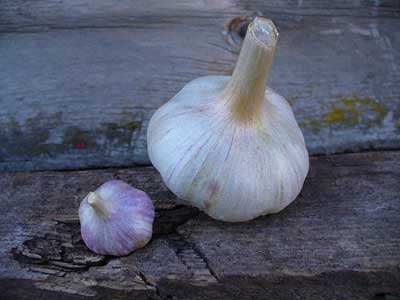 Big and little hardneck garlic bulbs by Susan Fluegel at Grey Duck Garlic