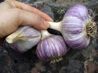 Bogatyr garlic bulbs on rock by Susan Fluegel at Grey Duck Garlic