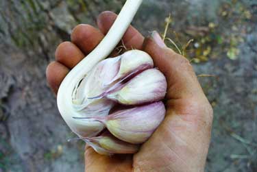 Bulb from upside down clove by Susan Fluegel at Grey Duck Garlic