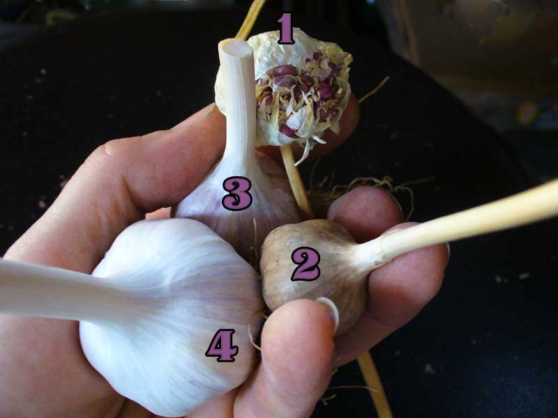 Garlic bulbils and bulbs by Susan Fluegel at Grey Duck Garlic