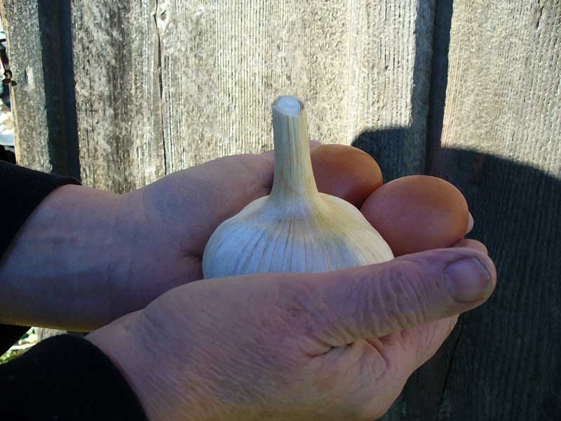 Edna hands hold giant garlic by Susan Fluegel at Grey Duck Garlic