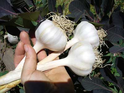 German Red garlic bulbs held near leaves by Susan Fluegel at Grey Duck Garlic