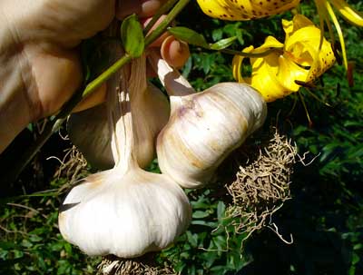 Lorz Italian softneck organic garlic by Susan Fluegel at Grey Duck Garlic