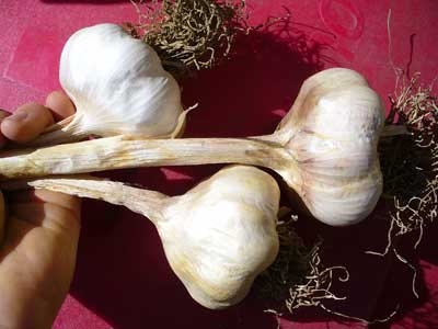 Lorez Italian softneck garlic bulbs in red by Susan Fluegel at Grey Duck Garlic