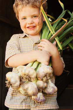 Ollie carries Thermadrone garlic by Susan Fluegel at Grey Duck Garlic