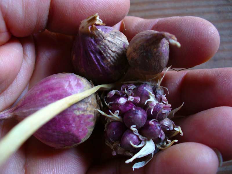 Phillips garlic bulbils and rounds by Susan Fluegel at Grey Duck Garlic 