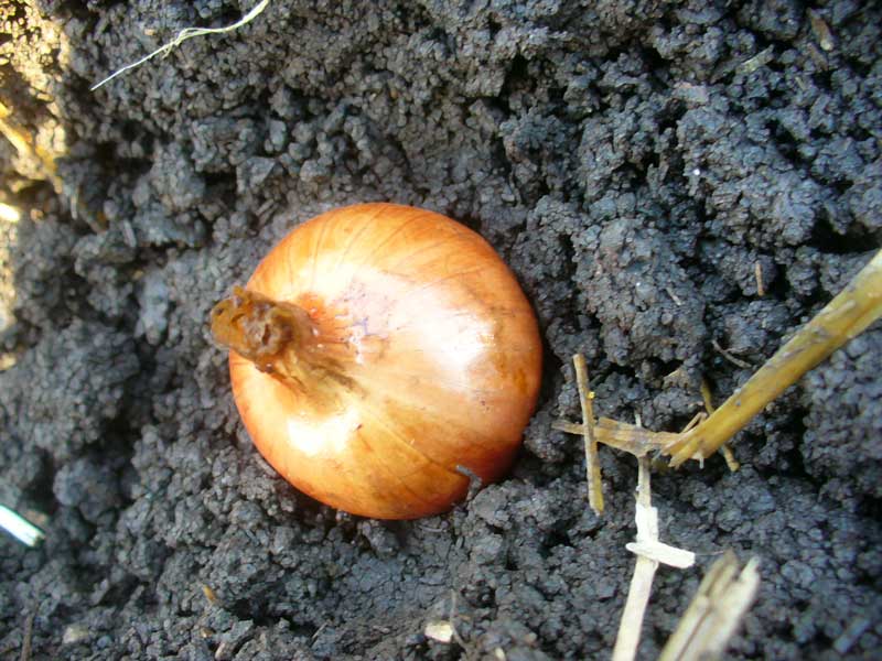 Organic SHALLOT GROWING GUIDE