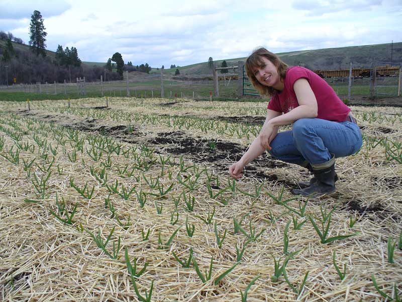 Susan looks over a new crop of garlic by Susan Fluegel at Grey Duck Garlic