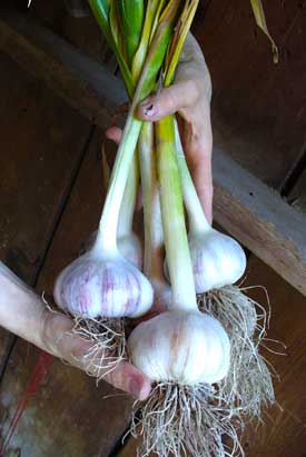 Thermadrone garlic bulbs are better in the hand by Susan Fluegel