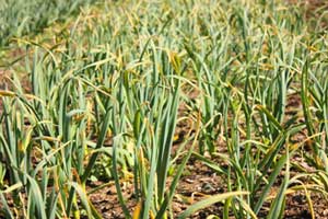 Yellowing in Siberian garlic due to frost by Susan Fluegel at Grey Duck Garlic