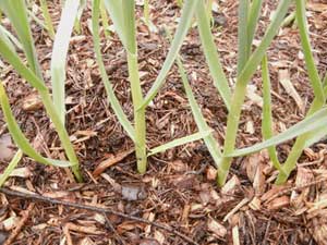 How Grow Tasty Green Organic Garlic